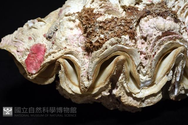 諾亞硨磲蛤藏品圖，第4張