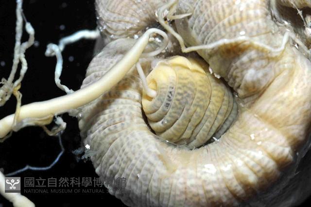 無線無溝紐蟲藏品圖，第4張