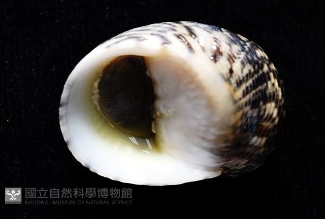 粗紋蜑螺藏品圖，第4張
