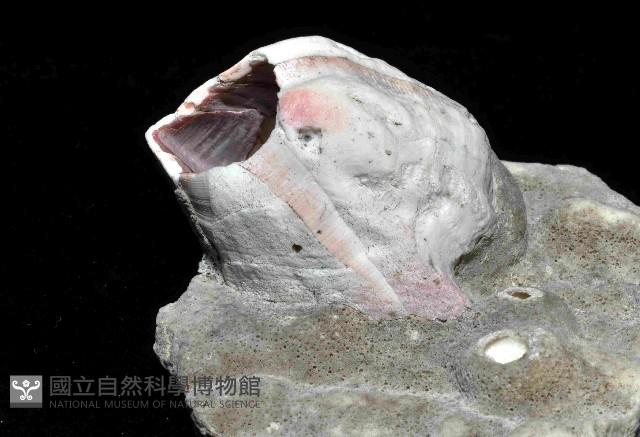 亞傑巨藤壺藏品圖，第4張