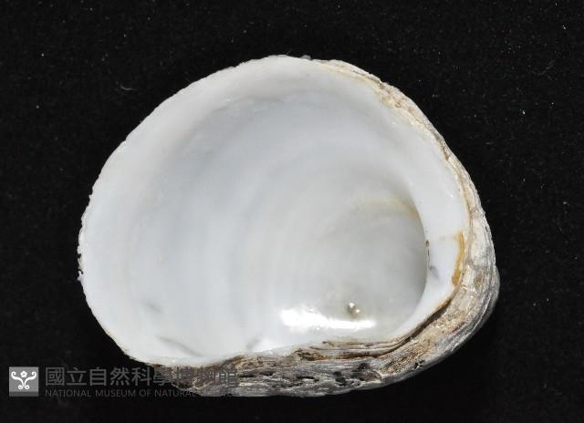 大黃偏蓋螺藏品圖，第4張
