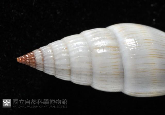 柳絮蛹筆螺藏品圖，第4張