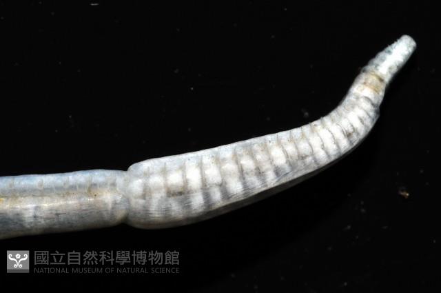 八里梳鰓蟲藏品圖，第4張