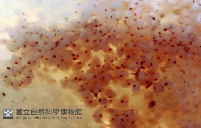 扁船蛸藏品圖，第4張