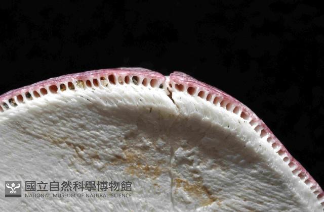 壯肋巨藤壺藏品圖，第4張
