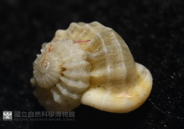 雞籠花冠螺藏品圖，第4張