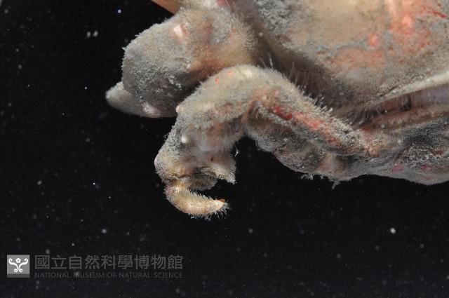 中型平殼蟹藏品圖，第4張