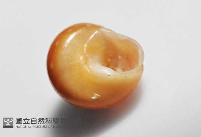 瓔珞蠑螺藏品圖，第4張