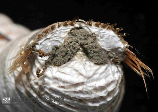 不倒翁蟲藏品圖，第4張