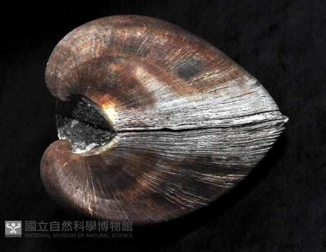 圓魁蛤藏品圖，第4張