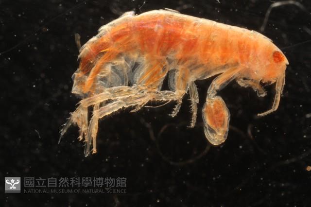 新種沙蚤鉤蝦藏品圖，第4張