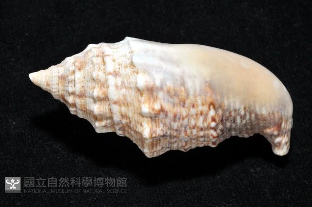 緋袖鳳凰螺藏品圖，第4張