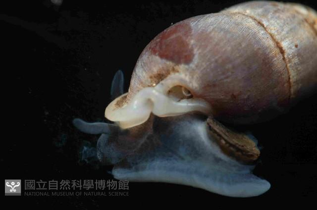 臺灣豆蝸牛藏品圖，第4張