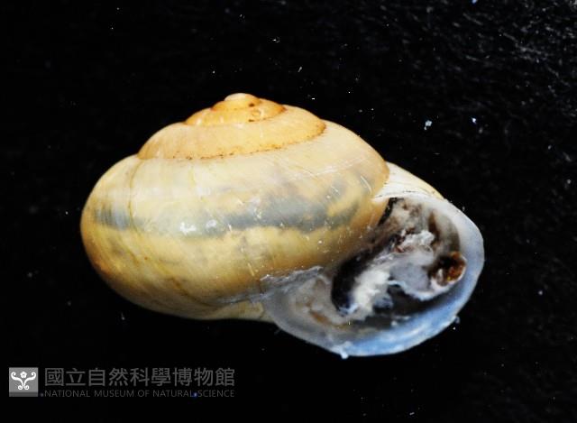 扁蝸牛藏品圖，第4張