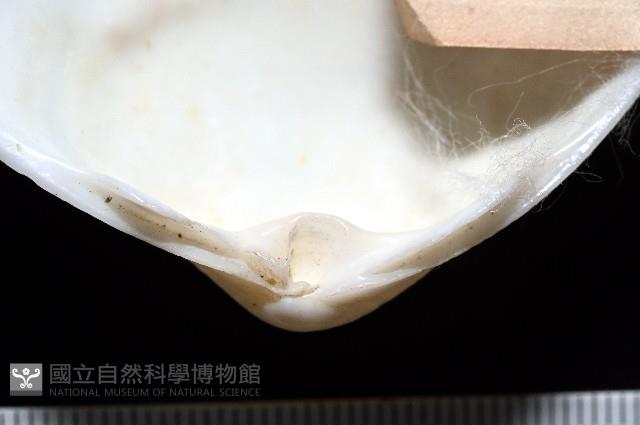 花斑馬珂蛤藏品圖，第4張