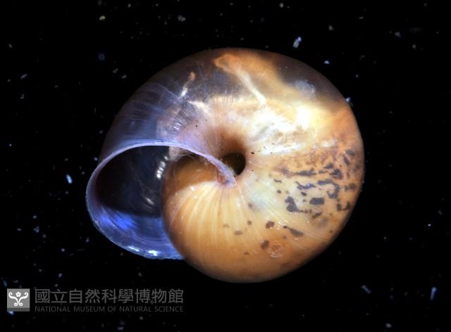 扁蝸牛藏品圖，第4張