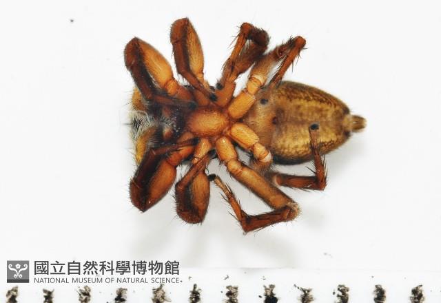 安德遜蠅虎藏品圖，第4張