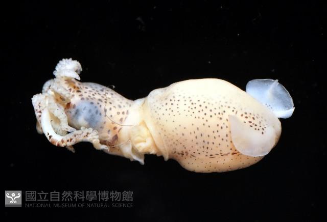侏儒微鰭烏賊藏品圖，第4張