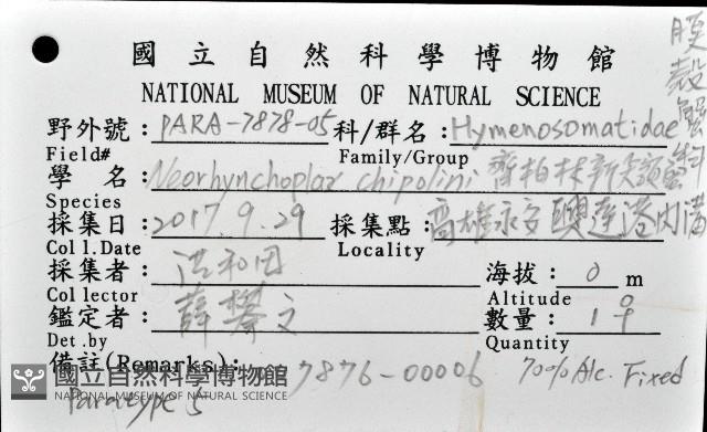 齊柏林新尖額蟹藏品圖，第4張