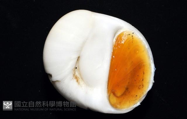 未知種無臍玉螺 1藏品圖，第4張
