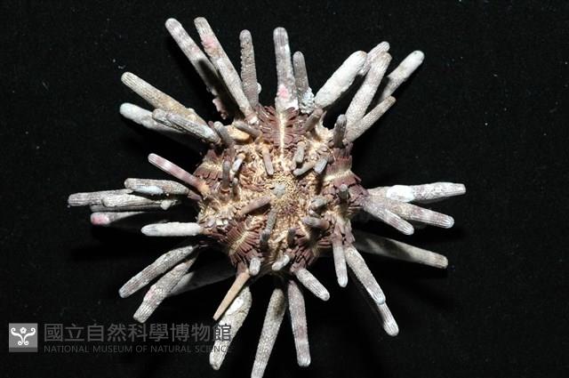 冠棘真頭帕海膽藏品圖，第4張
