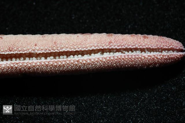 顆粒蛇海星藏品圖，第4張