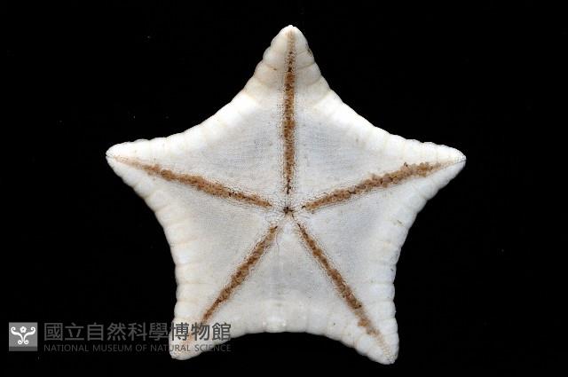 未知種角海星藏品圖，第4張