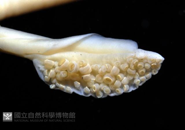 絲腕烏賊(新種)藏品圖，第4張