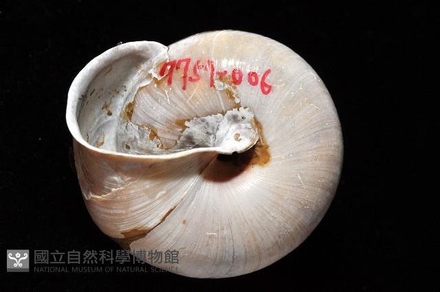 金崙栗蝸藏品圖，第4張