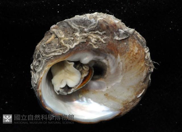 頭巾黑鐘螺藏品圖，第4張