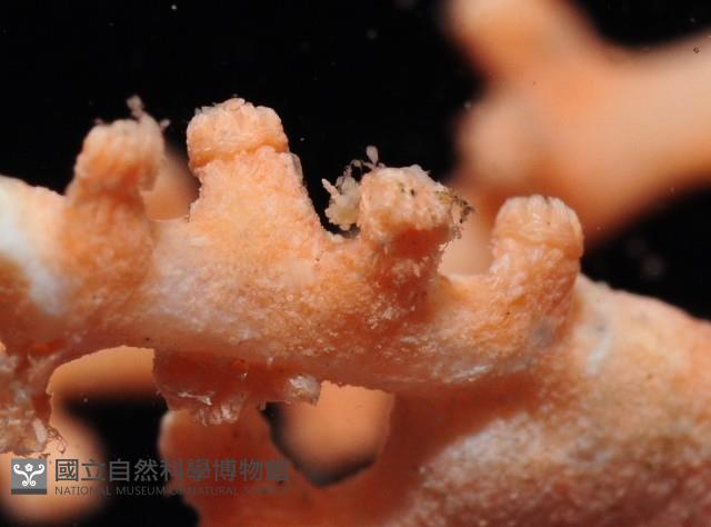 未知種柳珊瑚藏品圖，第4張