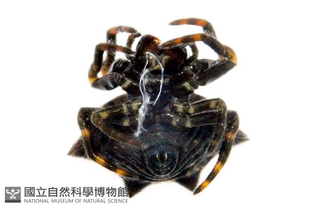 古氏棘蛛藏品圖，第4張