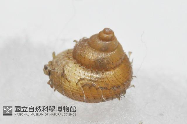 張氏東洋蝸藏品圖，第4張