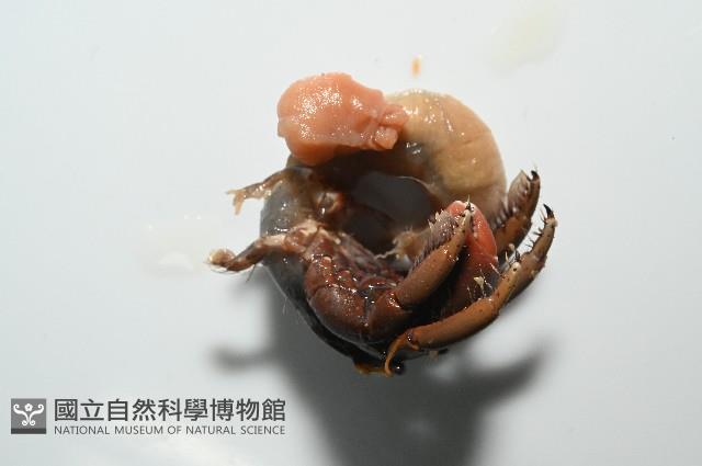 蛣蟹奴之一種藏品圖，第4張