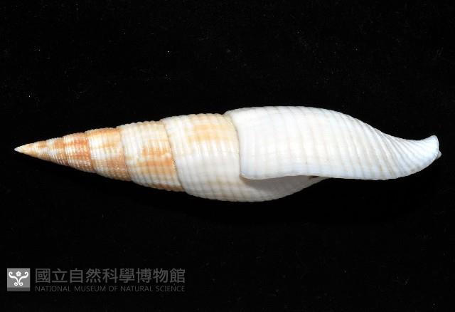 決心筆螺藏品圖，第4張