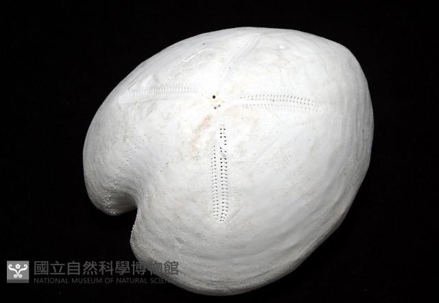 未知種緣帶海膽藏品圖，第4張