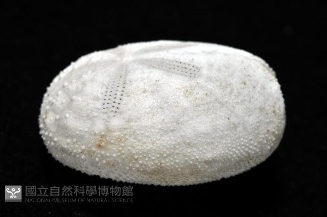心形海壺藏品圖，第4張