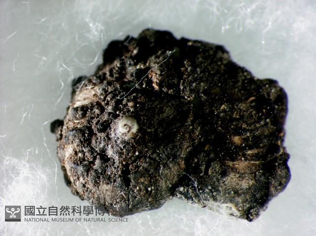 蘭嶼小山蝸牛藏品圖，第4張