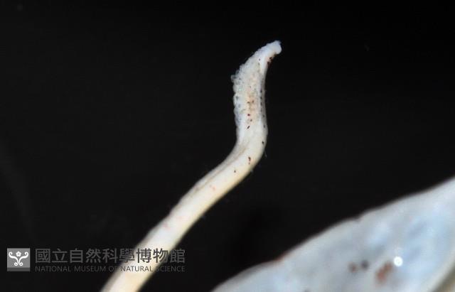 未知種紡錘魷魚藏品圖，第4張