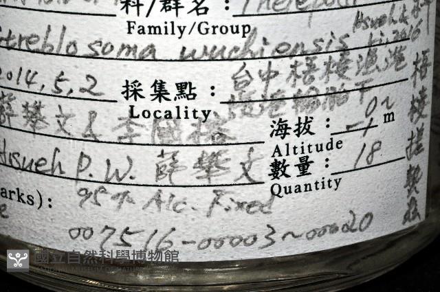 梧棲搓蟄蟲藏品圖，第4張