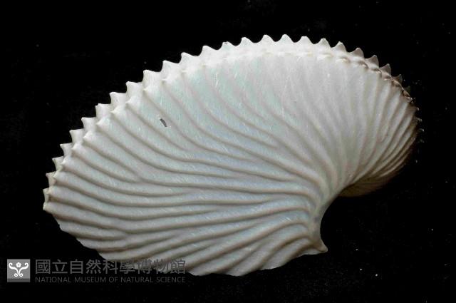 扁船蛸藏品圖，第4張