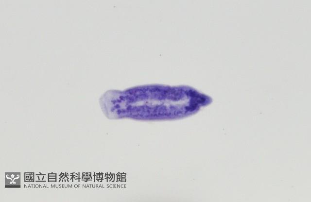新種棘槽絛蟲藏品圖，第4張