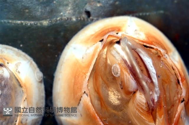薄殼龜藤壺藏品圖，第4張