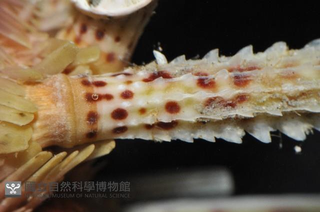 苞柄頭帕藏品圖，第4張