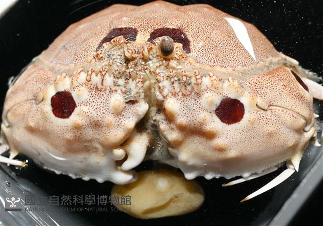 扁平多囊蟹奴藏品圖，第4張
