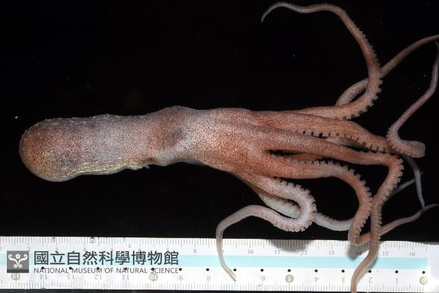 沙港章魚(新種)藏品圖，第4張