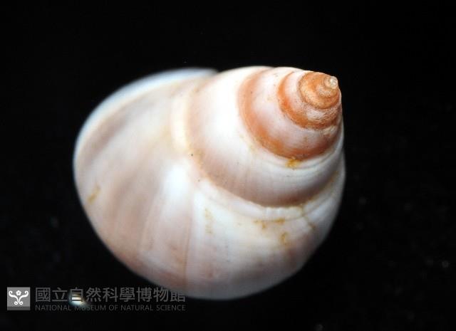 草莓玉黍螺藏品圖，第4張