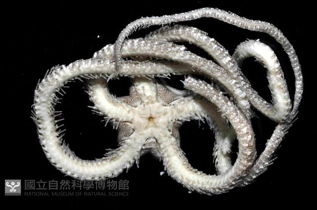 彩櫛蛇尾藏品圖，第4張
