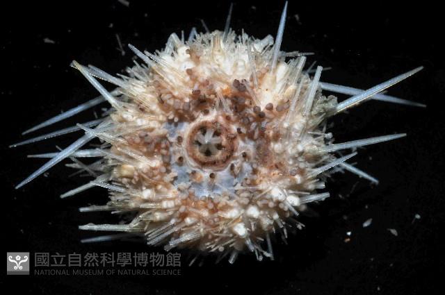 未知種鋸海膽藏品圖，第4張