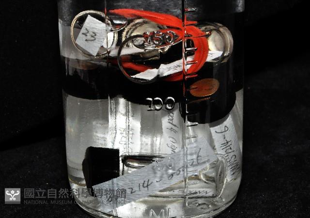 東界原足蟲藏品圖，第4張